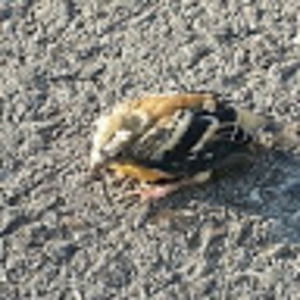 Meet your Posher, Matthew